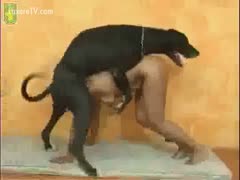A gorgeous woman with black complexion likes having sex with her big, dark dog.